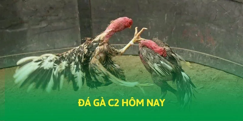 Đá gà C2 hôm nay